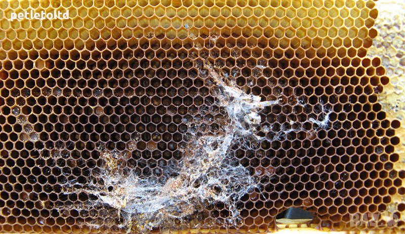 Пчеларски консумативи срещу восъчен молец, снимка 1