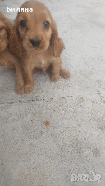 кокер шпаньол, снимка 1