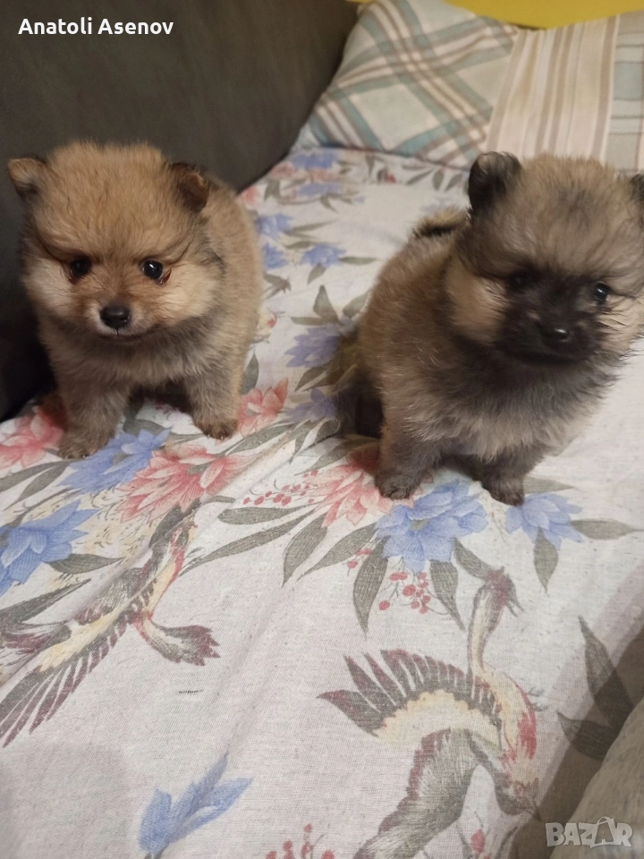 Мини немски шпиц-Померан, снимка 1