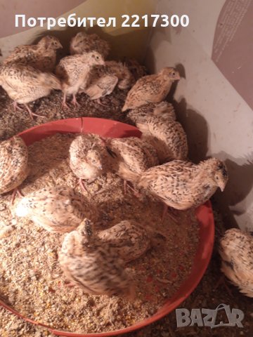 Продавам пъдпъдъци 