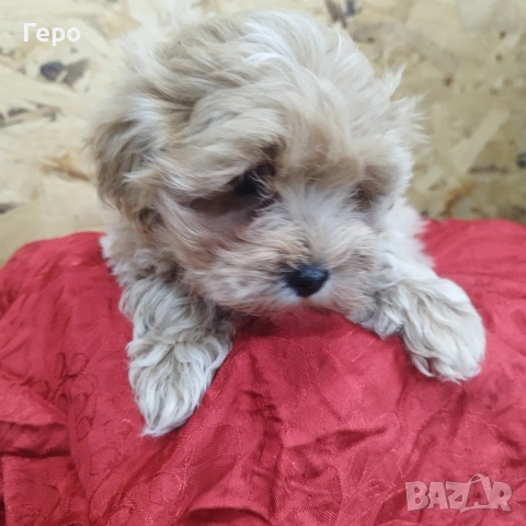 малтипу , снимка 5 - Пудели - 53601593