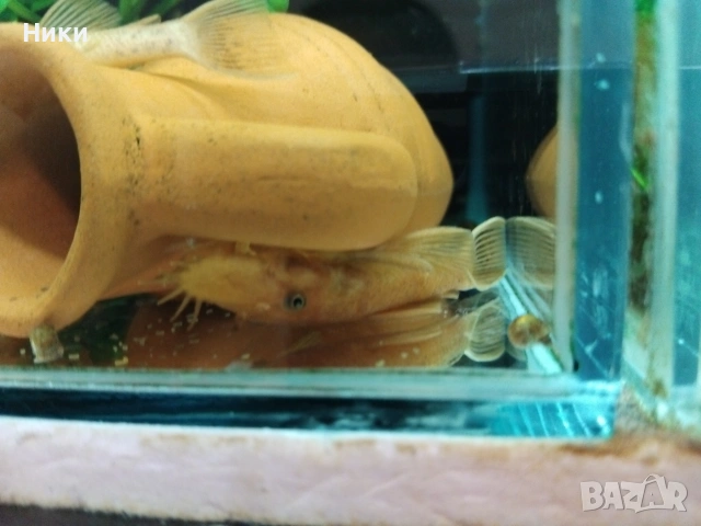 Анциструси супер ред и обикновени , снимка 7 - Рибки - 45688044