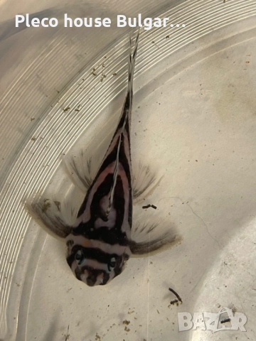 Pleco L046 Hypancistrus zebra / 4броя, снимка 4 - Рибки - 52321154