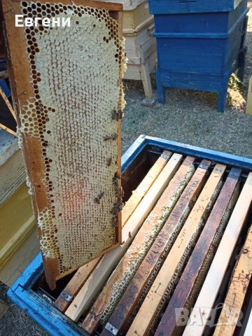 Чист натурален Пчелен мед в тенекии, снимка 6 - Пчелни продукти - 35254336