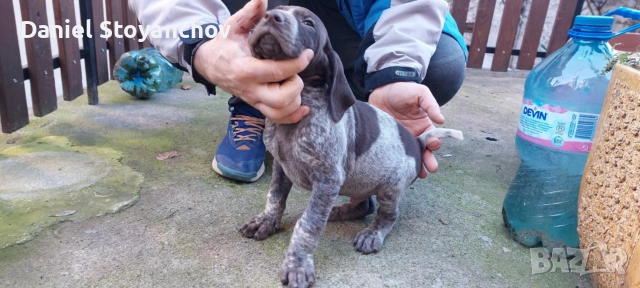 Чистокръвни курцхаари , снимка 5 - Курцхаар - 52946830