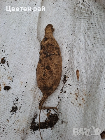 Луковици и грудки на лилиуми, далии и канни , снимка 8 - Градински цветя и растения - 53450111