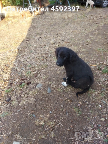 Кученца , снимка 2 - Други - 51697843