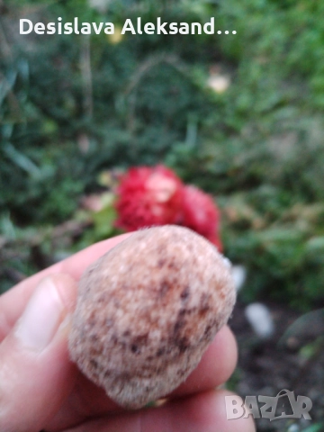 Томсонит от Индия, много изгодно , снимка 4 - Колекции - 52739993