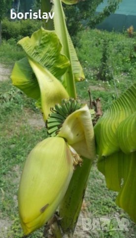 Банани, снимка 1 - Стайни растения - 14936642