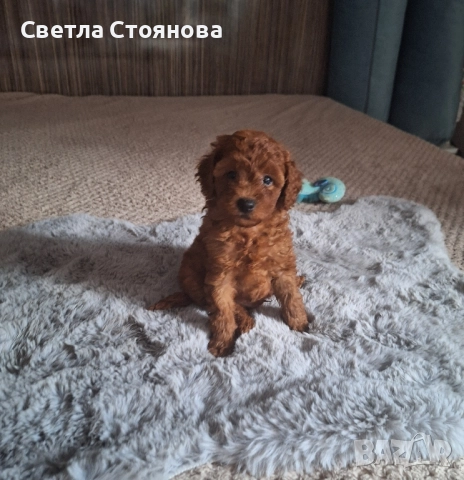 Мини пудел, снимка 3 - Пудели - 52621536