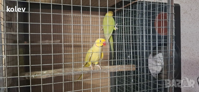 Папагали Малък Александър /двойка, снимка 7 - Папагали - 43090136