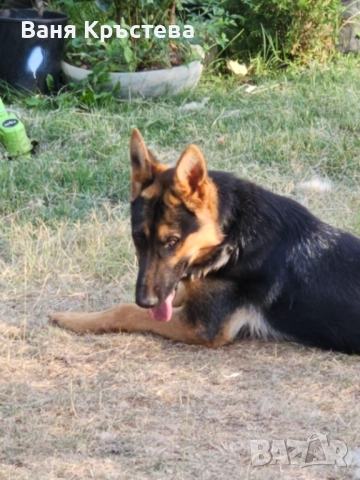 Немска овчарка  продава, снимка 2 - Немска овчарка - 52678900