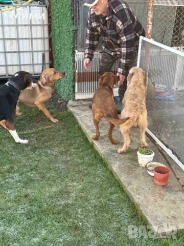 Ловни кучета, снимка 3 - Други - 53111116