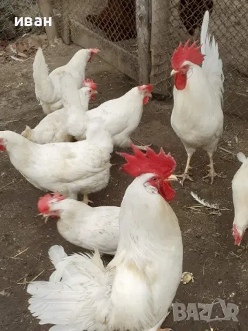 Свободни кокошки на 1г и 2 м Бял Легхорн 10 бр и 1 петел на 1 ,8 м активно снасящи, снимка 1