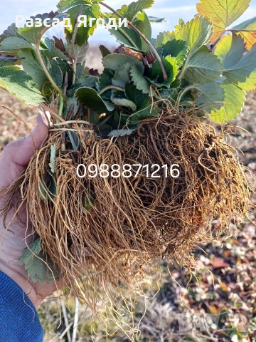 Предлагаме разсад ягоди