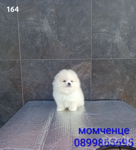 Мъжки мини Померан. Реални снимки от 12.01.26 г. 