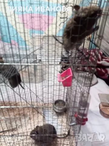 КАТЕРИЧКИ ДЕГУ, снимка 10 - Други - 48394691