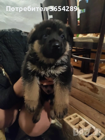 НОК , снимка 4 - Немска овчарка - 53354909
