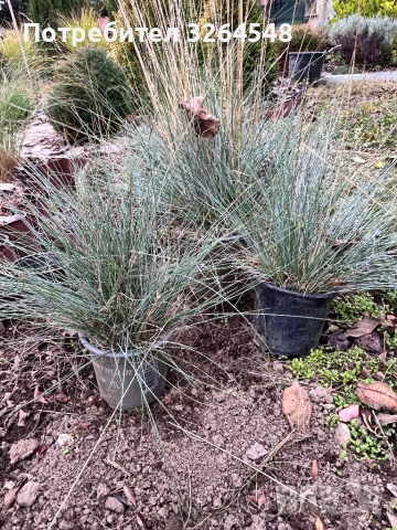 Фестука, синя трева / Festuca glauca, снимка 3 - Разсади - 52061290