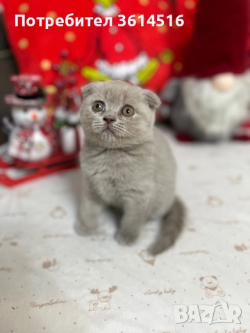 Клепоухо шотландско момченце, снимка 3 - Британска късокосместа - 52859235