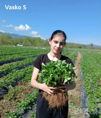 Разсад ягоди и малини цена 0.30€  Тел за поръчка 0887169442  „Алба е първият лъч на лятото – ягода с, снимка 14 - Градински цветя и растения - 53472386