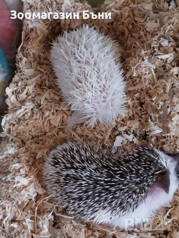 Алжирски мини таралежчета, снимка 3 - Таралеж - 38411820