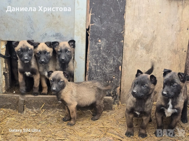 Бебета Белгийска овчарка , снимка 3 - Белгийска овчарка - 53119072