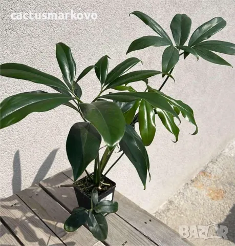 Philodendron goeldii 50.00 лв