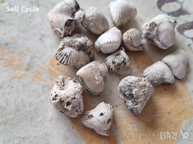 ✅ФОСИЛИ - БРАХИОПОДИ - ПРОВАДИЯ❗, снимка 2 - Колекции - 53431822