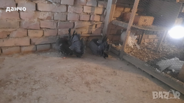 Продавам фенерлии , снимка 7 - Гълъби - 52935098