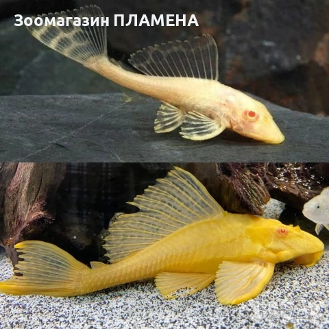 Ново зареждане на видове риби , снимка 7 - Рибки - 53468418