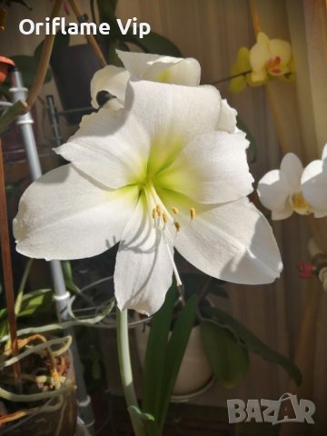 Луковици Амарилис, снимка 4 - Стайни растения - 37918770