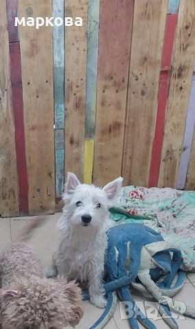 Уест териер-уестхайлендуаит териер/ женско/-10 месеца