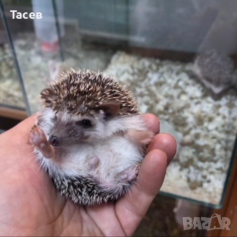 Африкански мини таралежчета, снимка 1