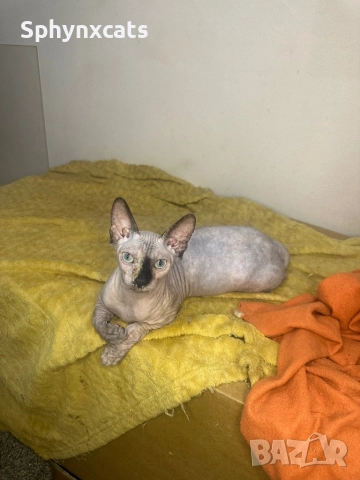 Канадски сфинкс - женски на 5 месеца