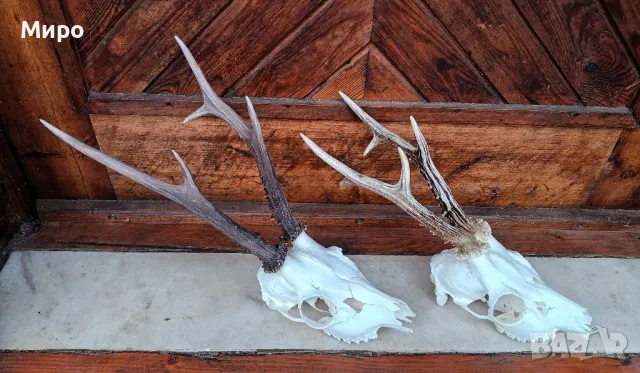 Трофей от сръндак.Рога.2бр., снимка 2 - Декорация за дома - 50266535