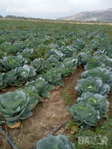 Продавам зеле Чиърс на едро , снимка 8 - Други - 52086423