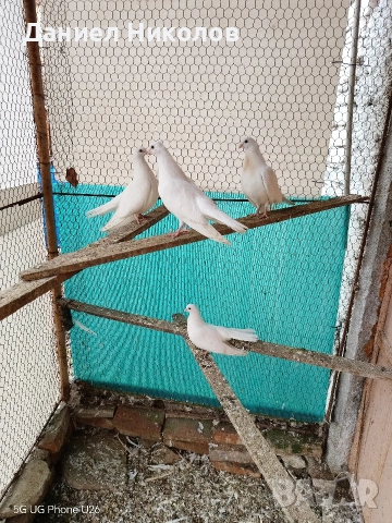Продавам млади старозагорски бели гълъби високолетачи , снимка 10 - Гълъби - 52881884