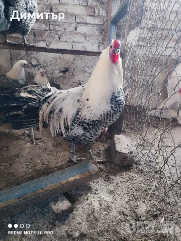 Разплодни яйца от Вествалска кокошка 