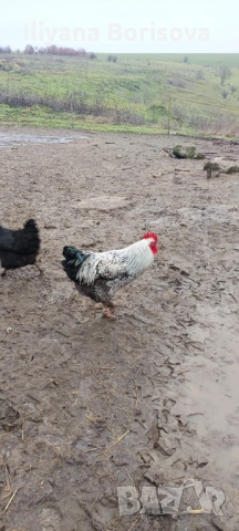 Млади петли за разплод или за клане породисти, снимка 2 - Кокошки и пуйки - 53306345