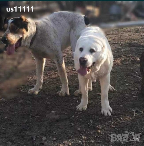 продава се мъжки алабай с много силна кръв , снимка 4 - Алабай - 52812104