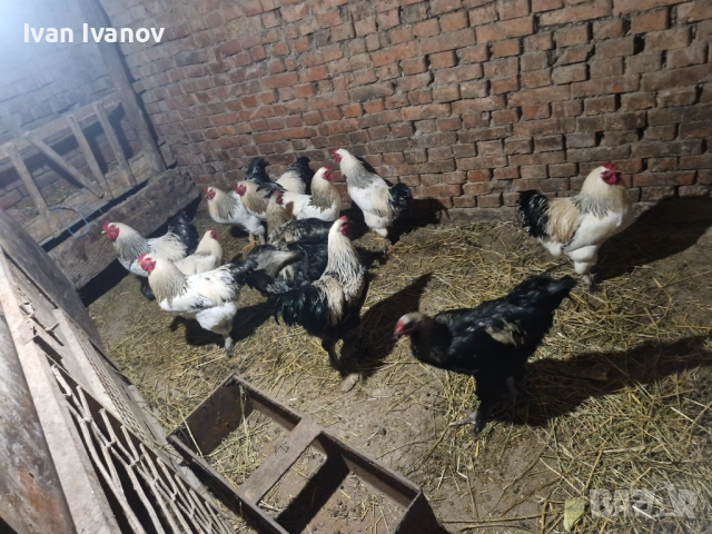 Петли за клане , снимка 3 - Кокошки и пуйки - 52586115