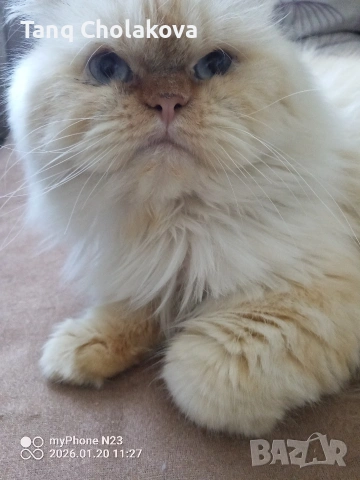 Уникален персиец търси дама за създаване на поколение , снимка 2 - Търси партньор - 53173225