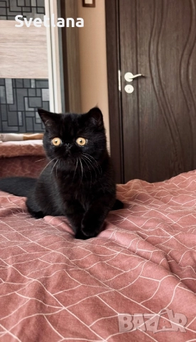 Персийски котенца, снимка 2 - Персийска - 51707567