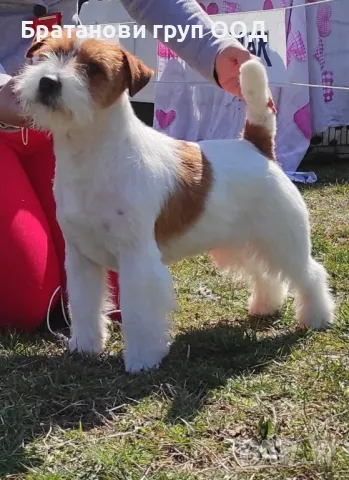 Джак Ръсел териер с родословие., снимка 11 - Джак ръсел териер - 49411595