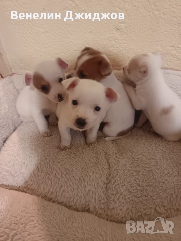 Чихоа, снимка 7 - Чихуахуа - 52653337