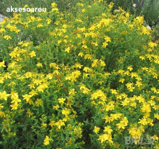 Висококачествени семена от жълт кантарион 2000 бр. семена билка антидепресант медоносно растение за , снимка 15 - Сортови семена и луковици - 37674487