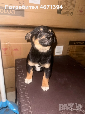 Немски пинчери на 2 месеца, снимка 3 - Пинчер - 52682821