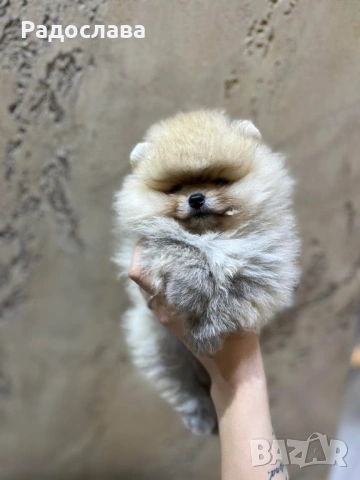 По, снимка 4 - Померан - 53606107
