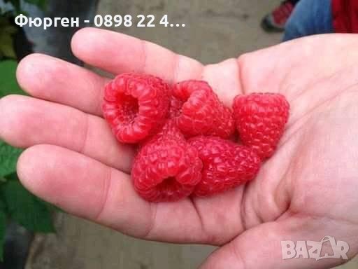Малина - Налични 25 сорта Гигански , целогодишни, лилави , черни,жълти други   , снимка 4 - Разсади - 37713578